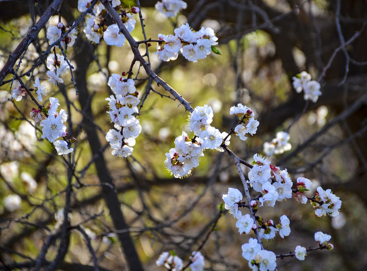 white flower  apple flowers  bloom free photo