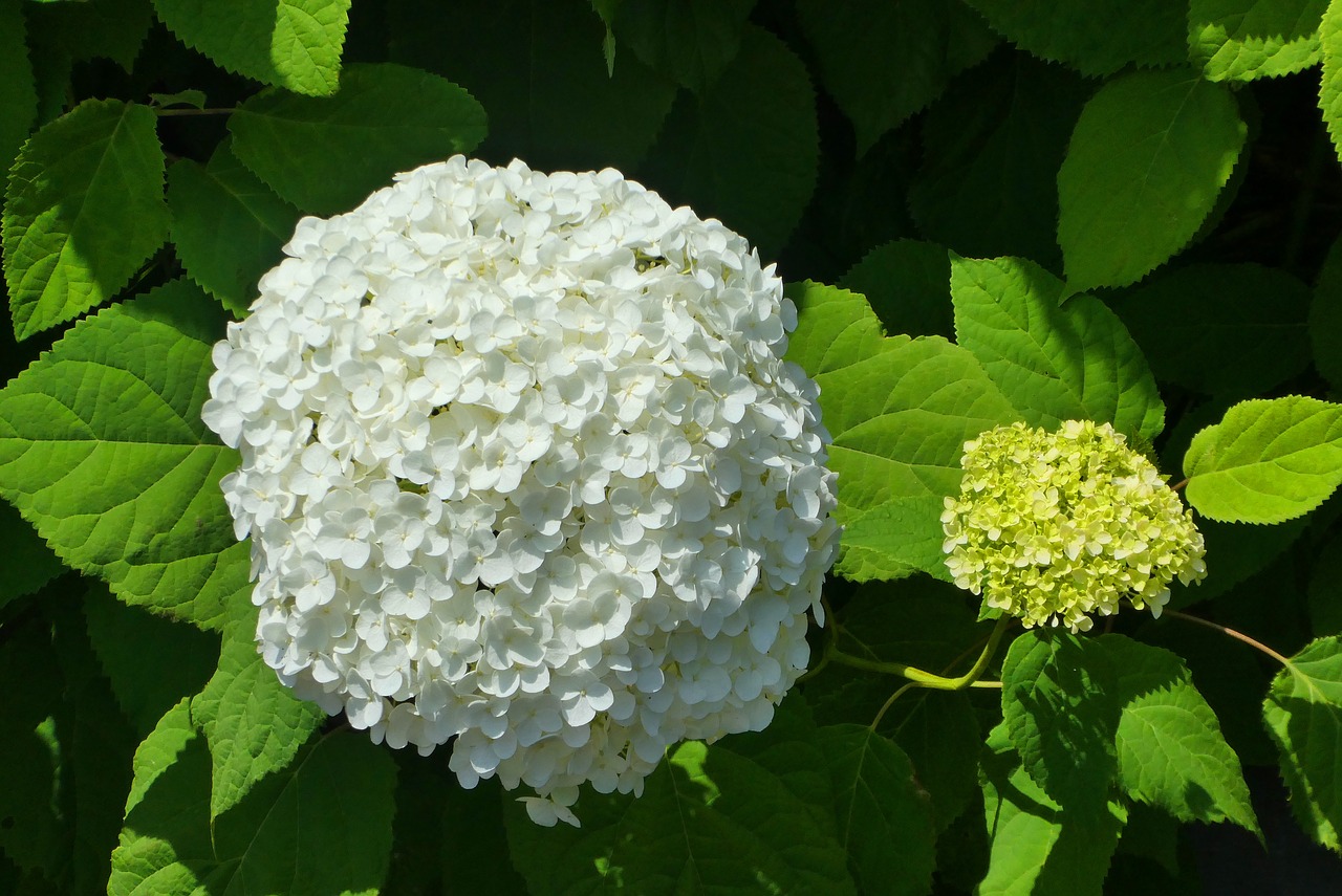 white flower  snowball  viburnum opulus free photo