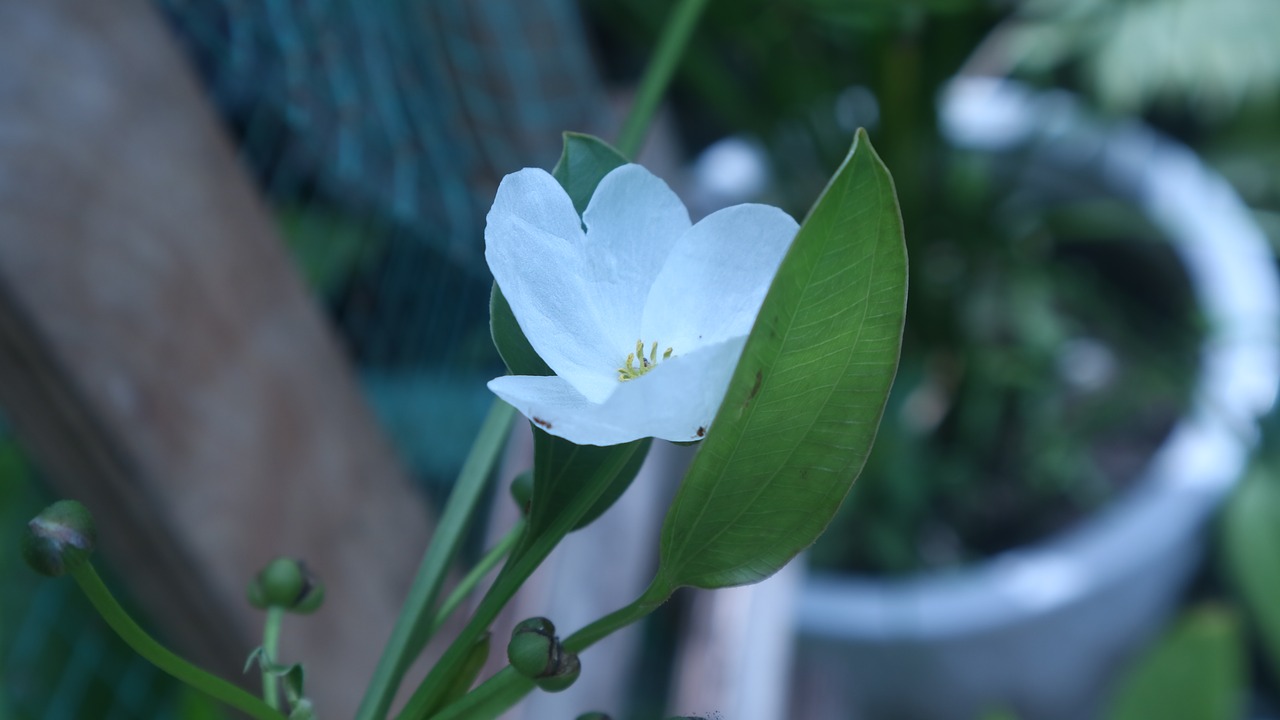 white flower  white  leaf free photo