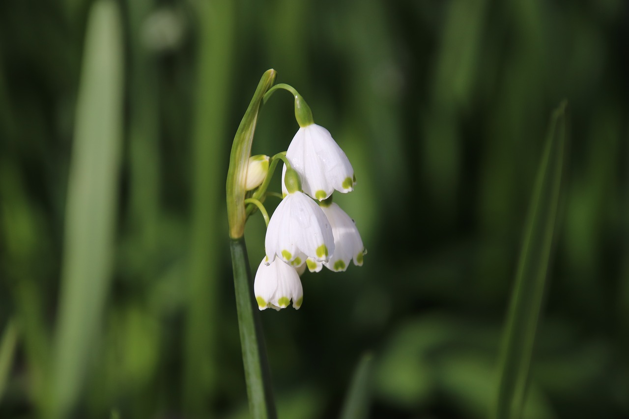 white flower  bells  spring free photo