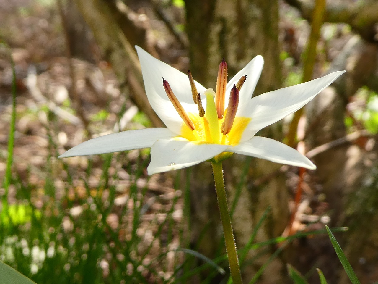 white flower  frügling bloomers  nature free photo