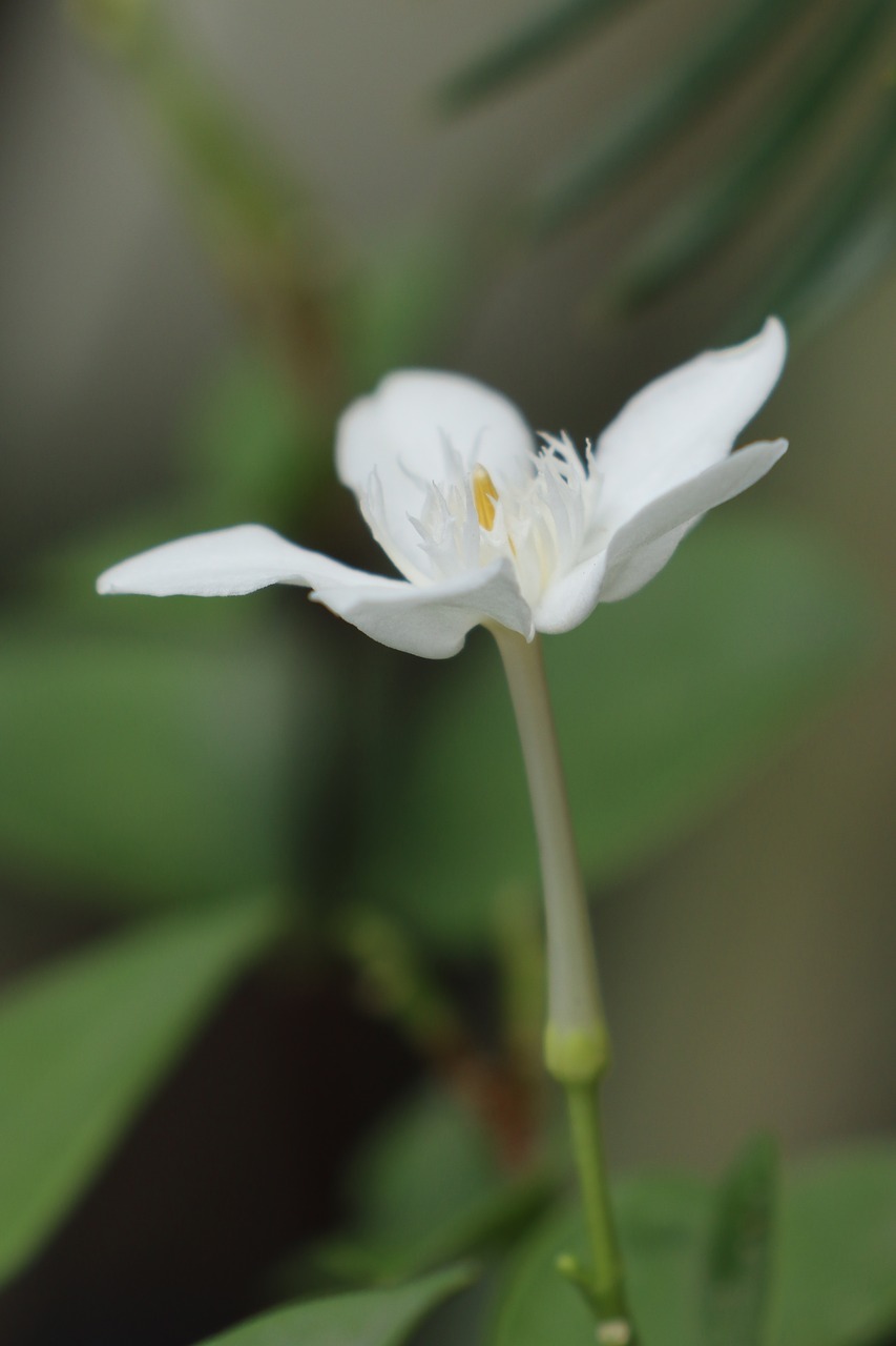 white flower  garden  bloom free photo