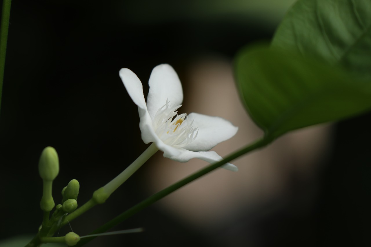 white flower  blur  dark free photo