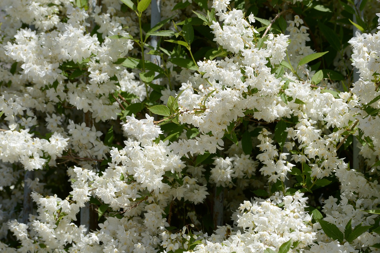 white flower  spring  bush free photo