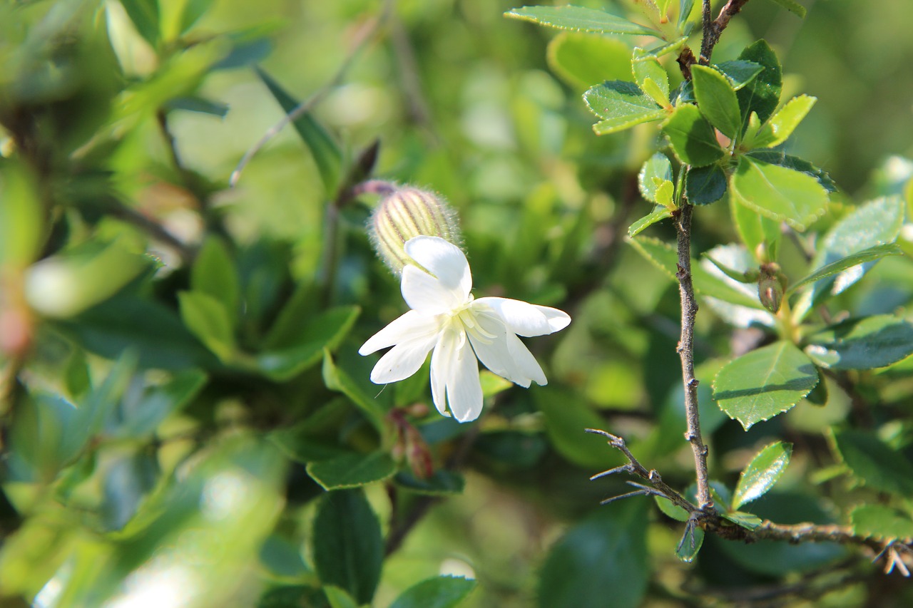 white flower  wild flower  nature free photo