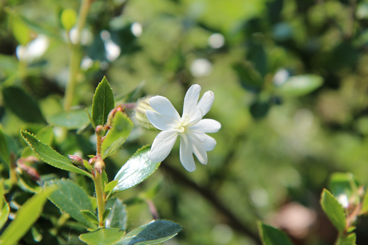 white flower  wild flower  nature free photo