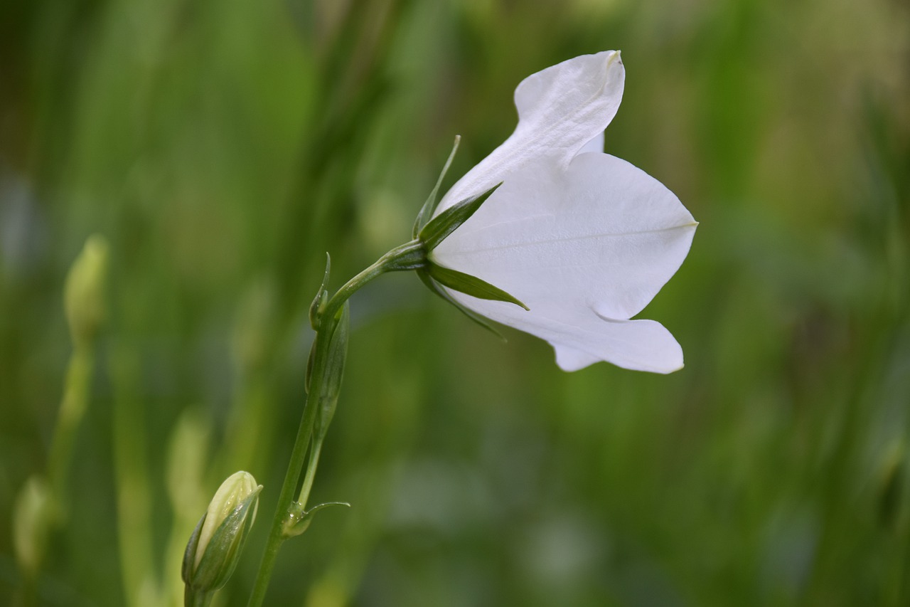 white flower  green stem  green leaves free photo