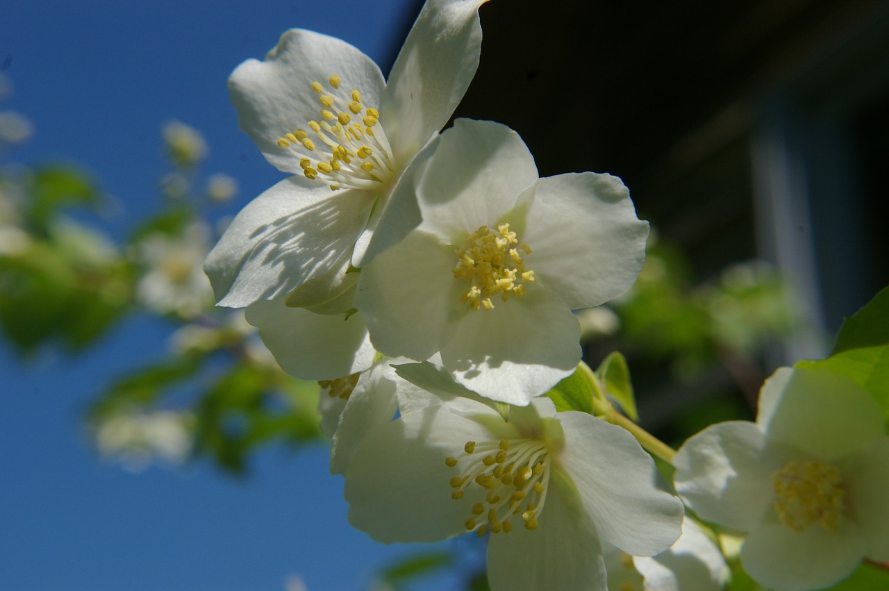 white flower machurian shrub flower free photo
