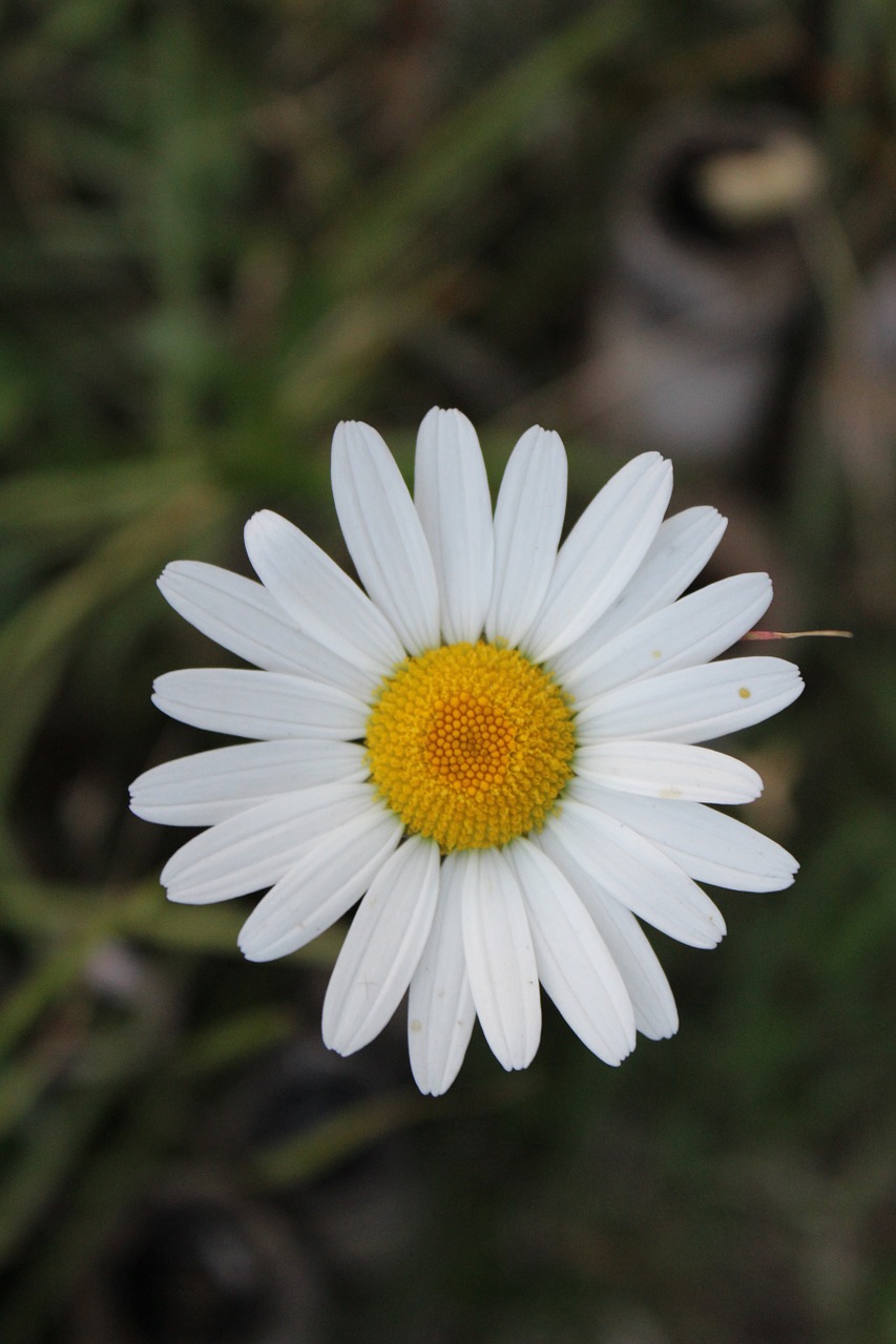 white flower white flowers chrysanthemum free photo