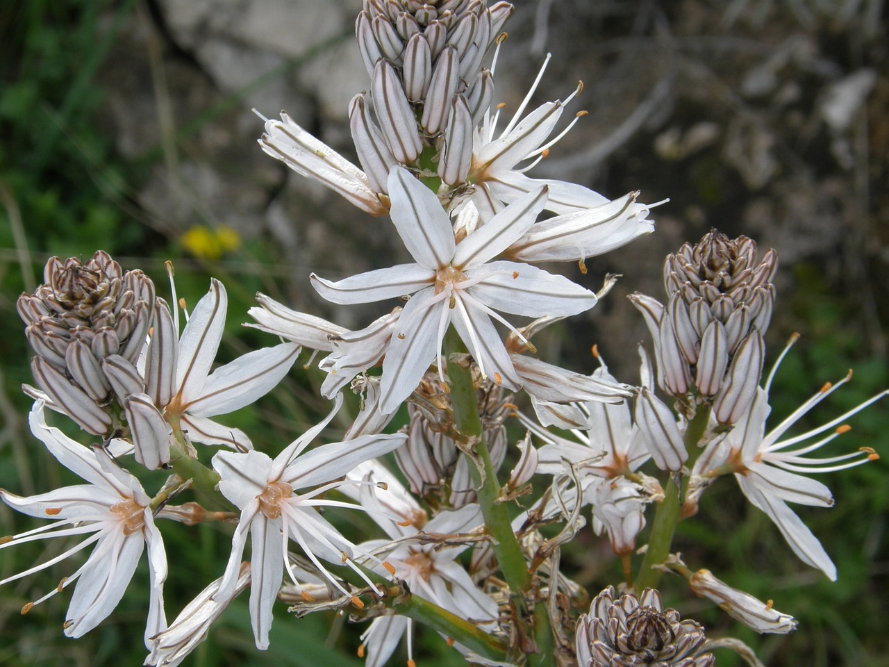 white flower nature vegitation free photo