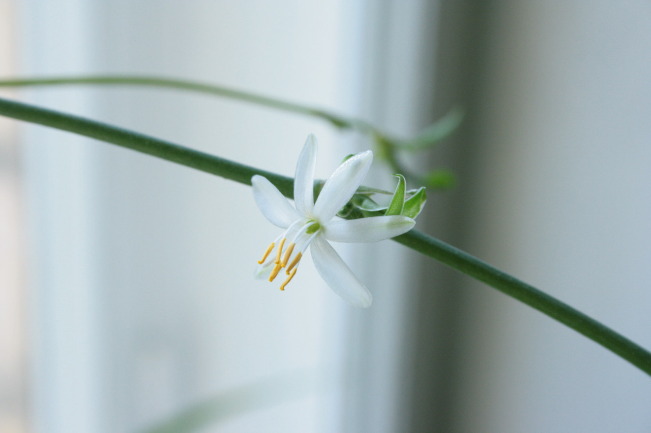 white window white flower free photo