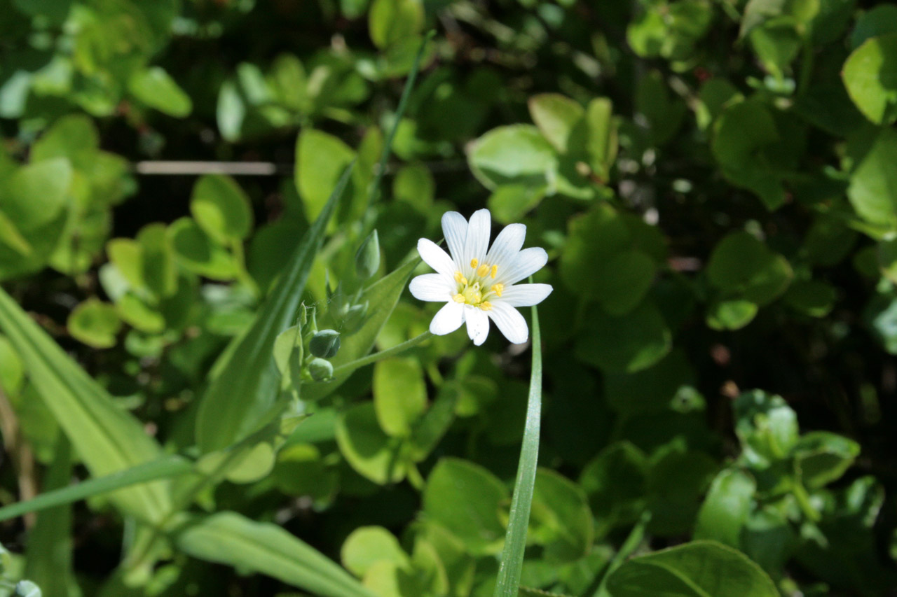 white field white flower free photo