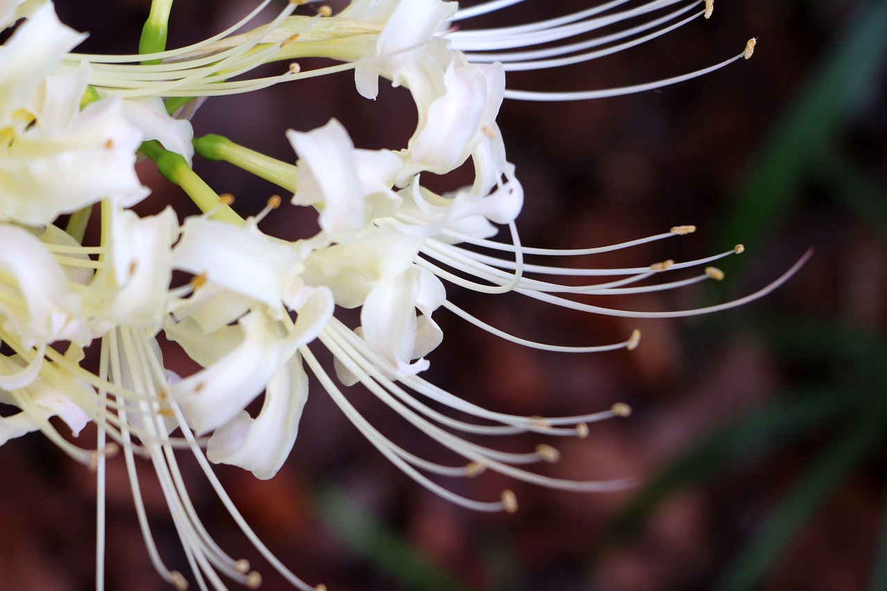 white flower bunch of flowers nature free photo