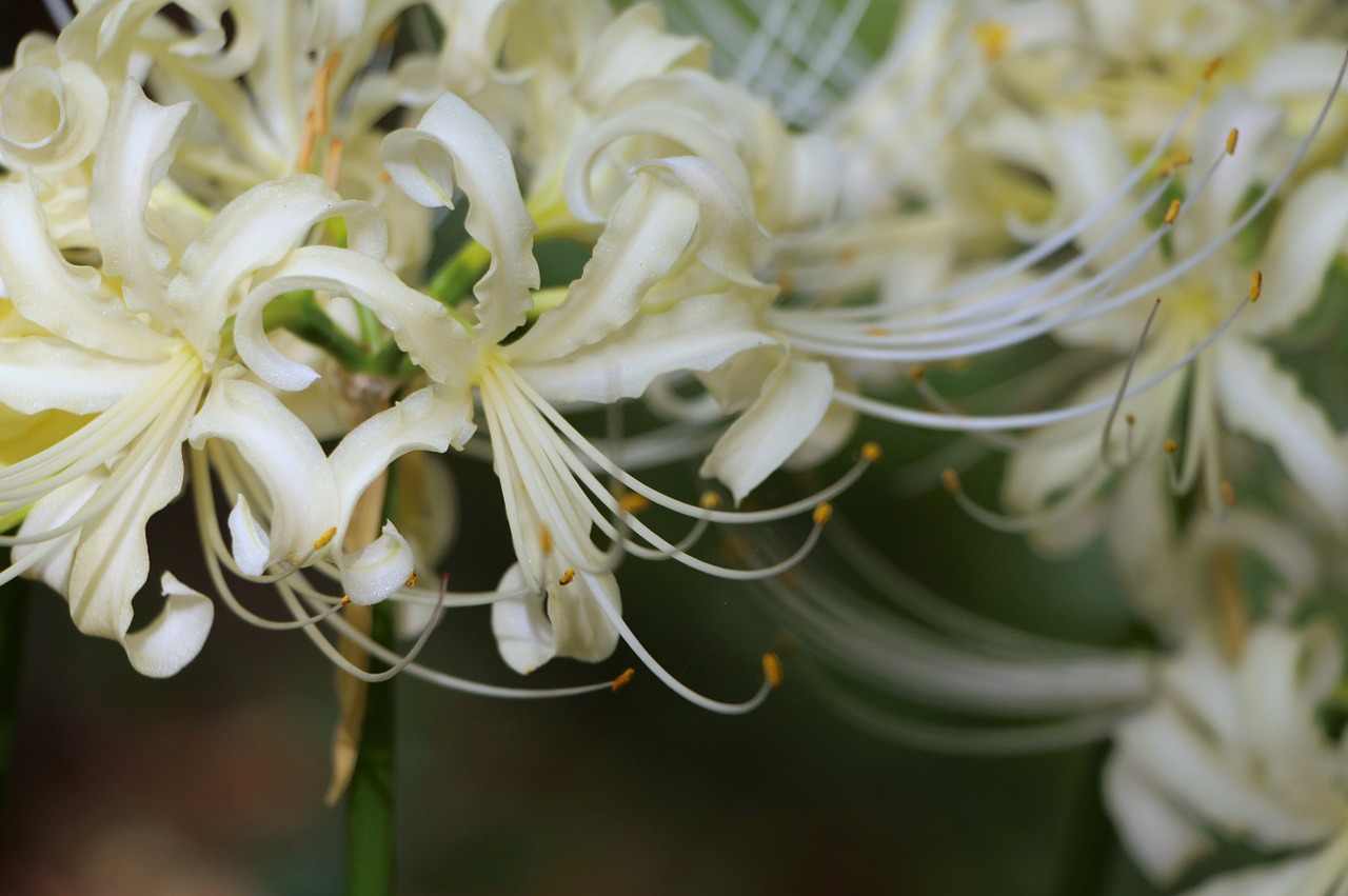 white flower bunch of flowers nature free photo