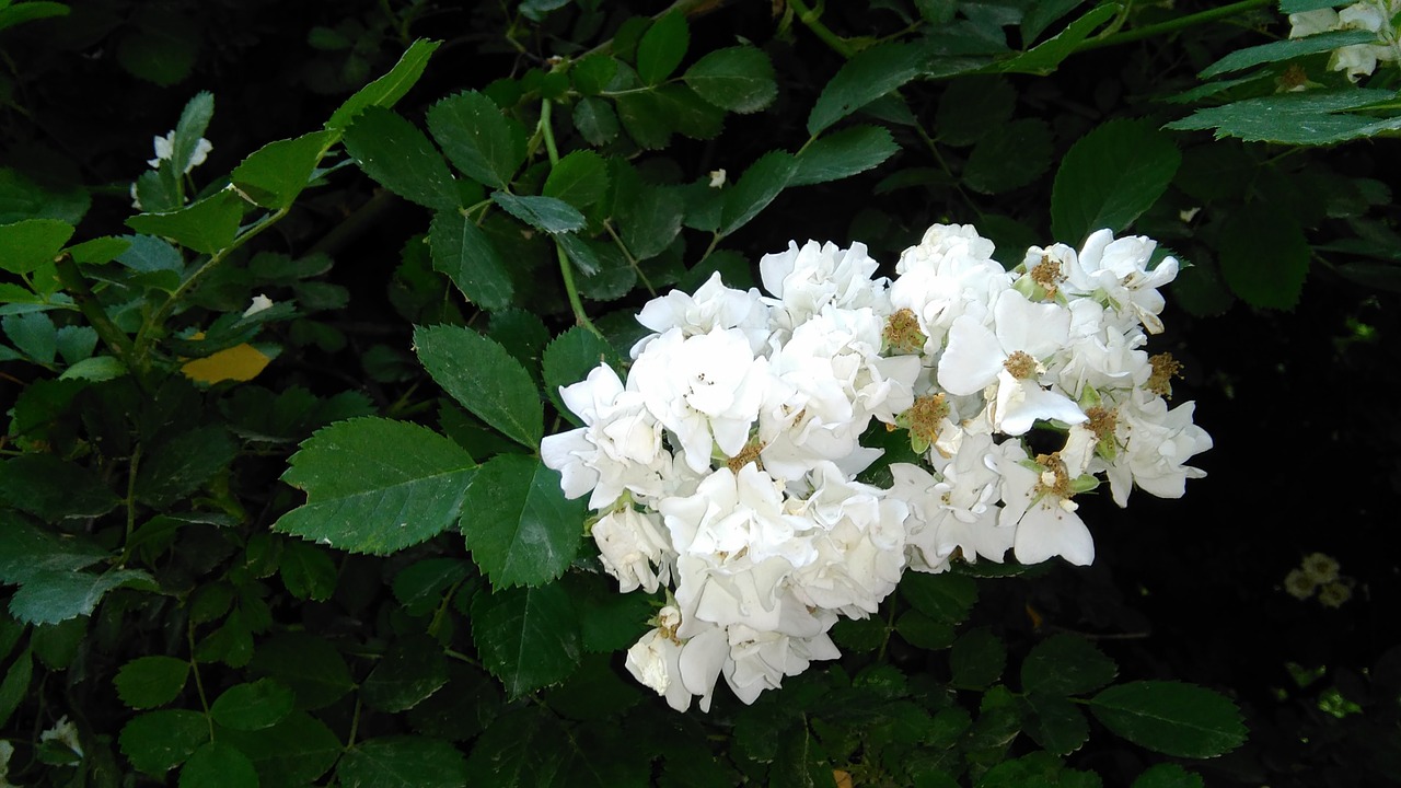 white flower green leaf the scenery free photo