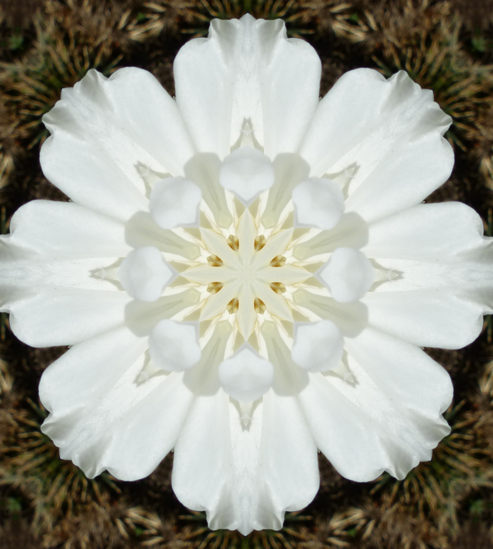 white flower shape free photo