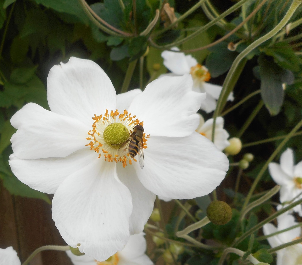 white flower and bee  white flower  bee free photo