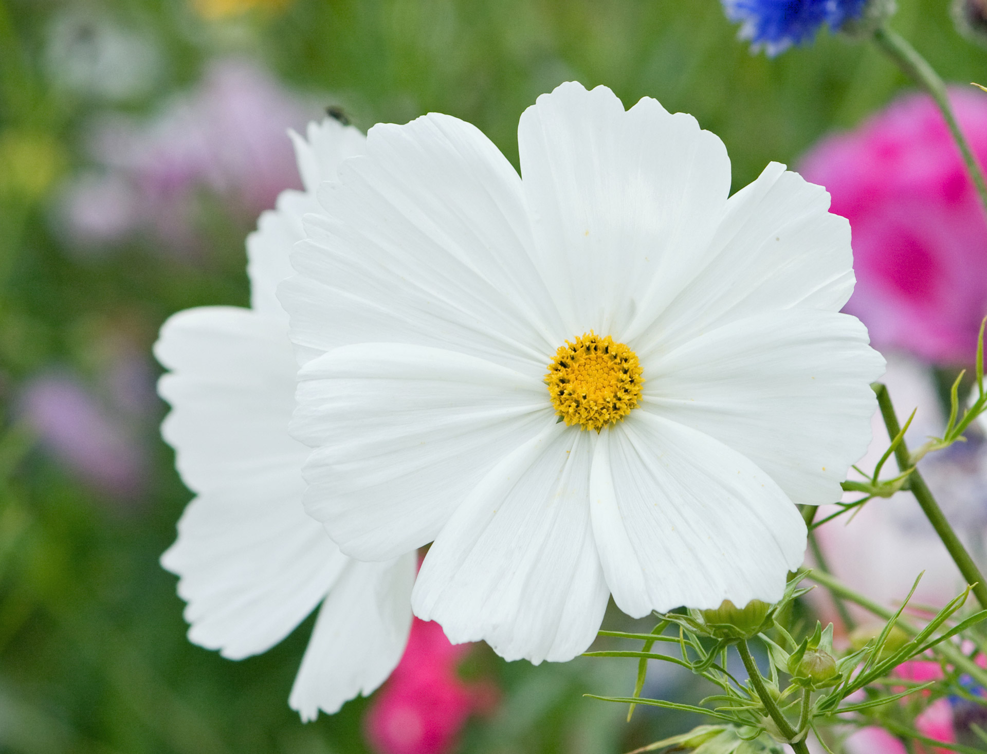 flower white bloom free photo