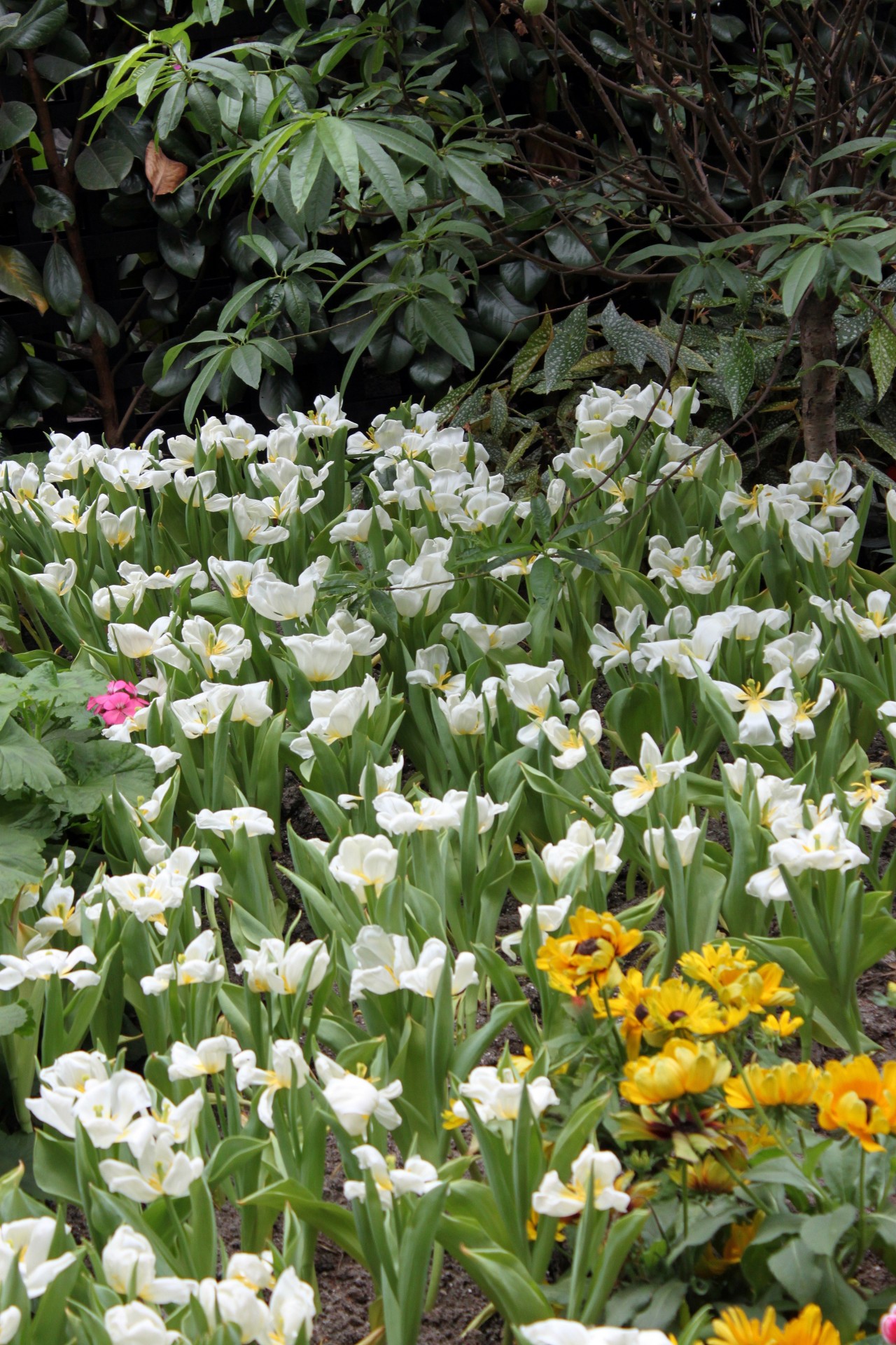 white flower garden view wallpaper background free photo