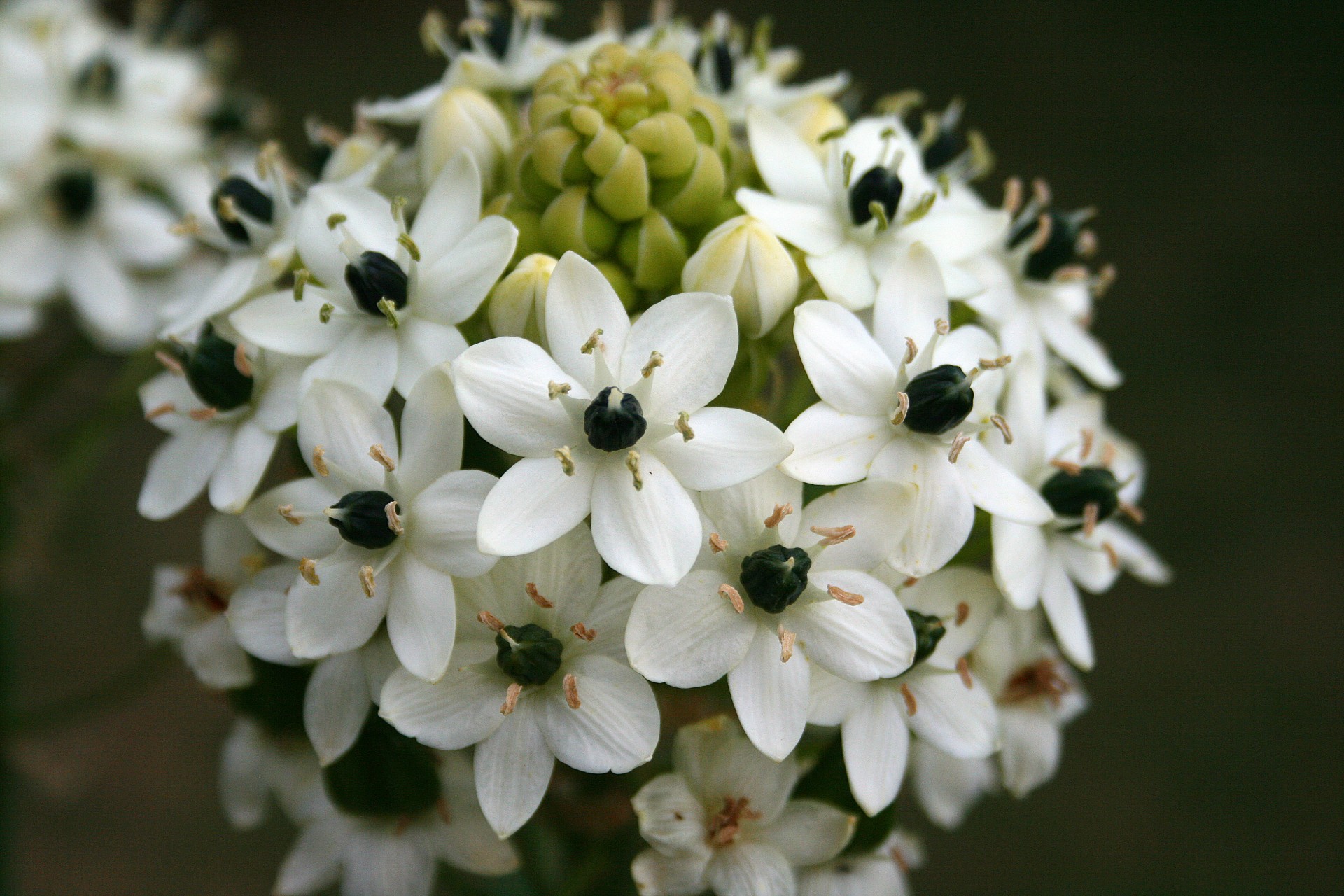 flower head white free photo