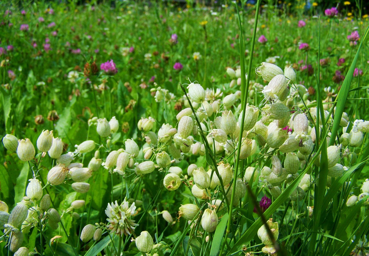 white flower m meadow flower nature free photo