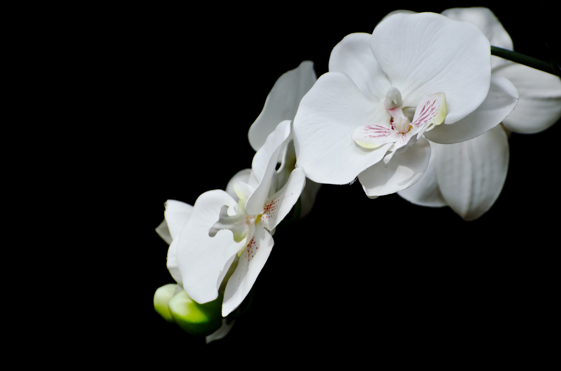 orchid flower isolated free photo