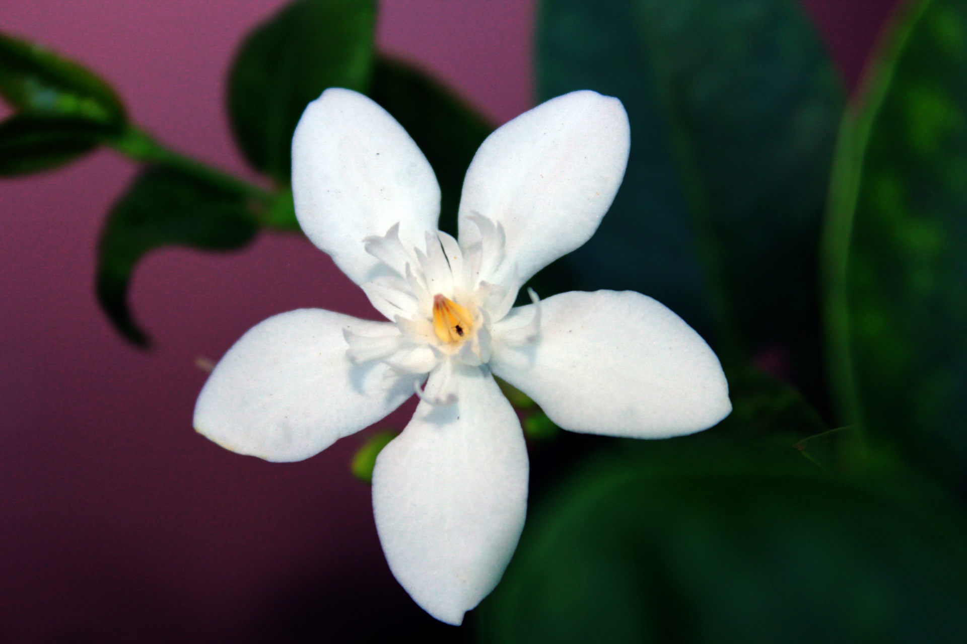 5 Petal White Flower Names