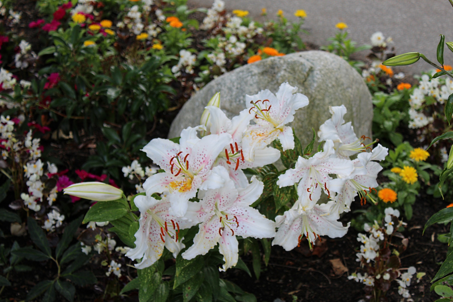 white flowers closeup free photo