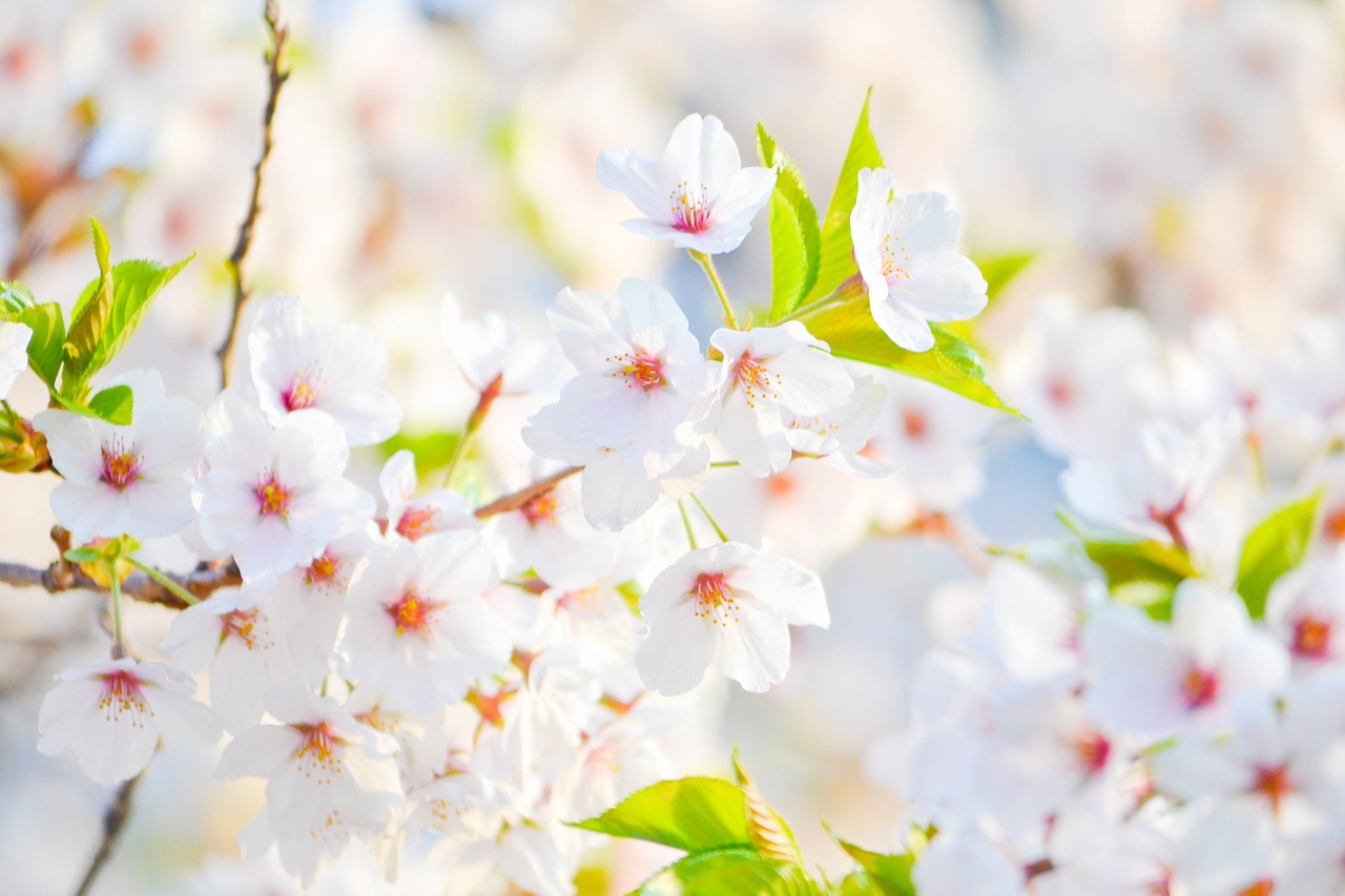 white flowers flowers white free photo