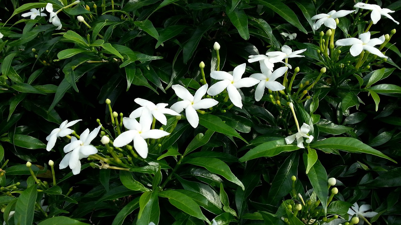 white flowers jasmine star flowering free photo