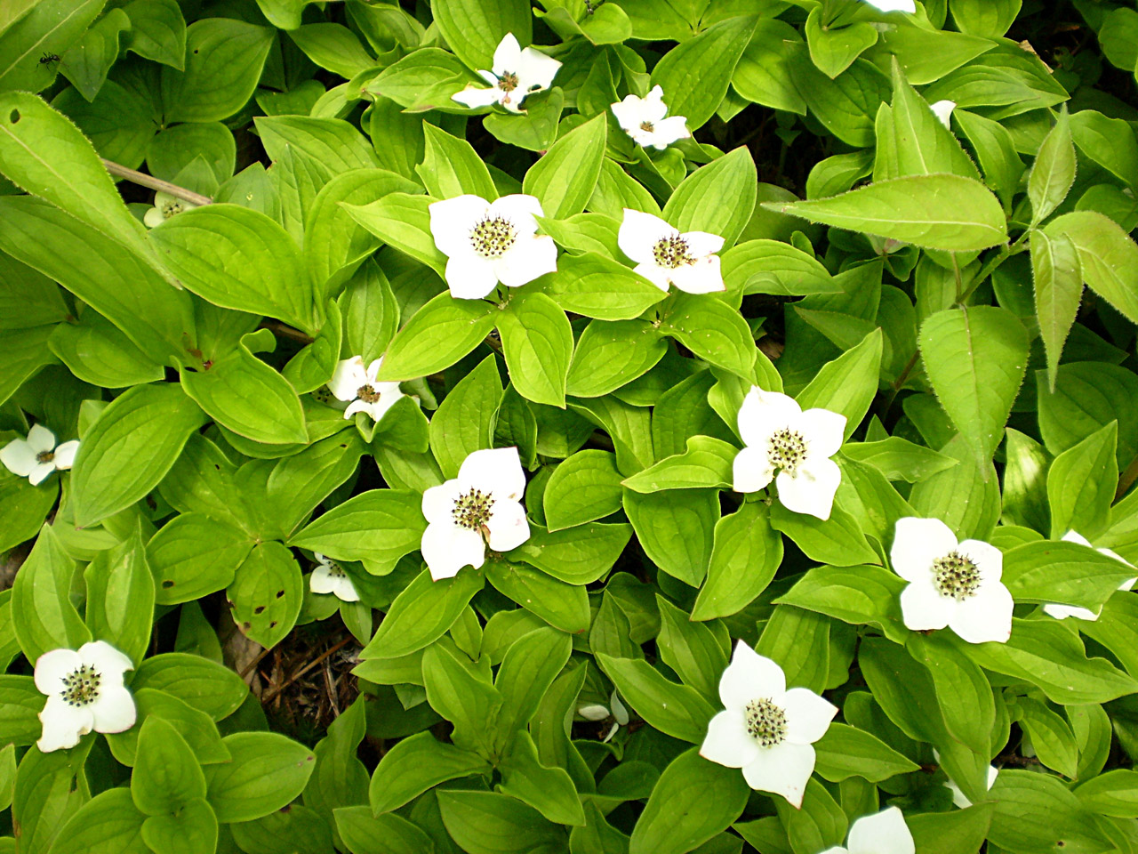 flower white white flowers free photo