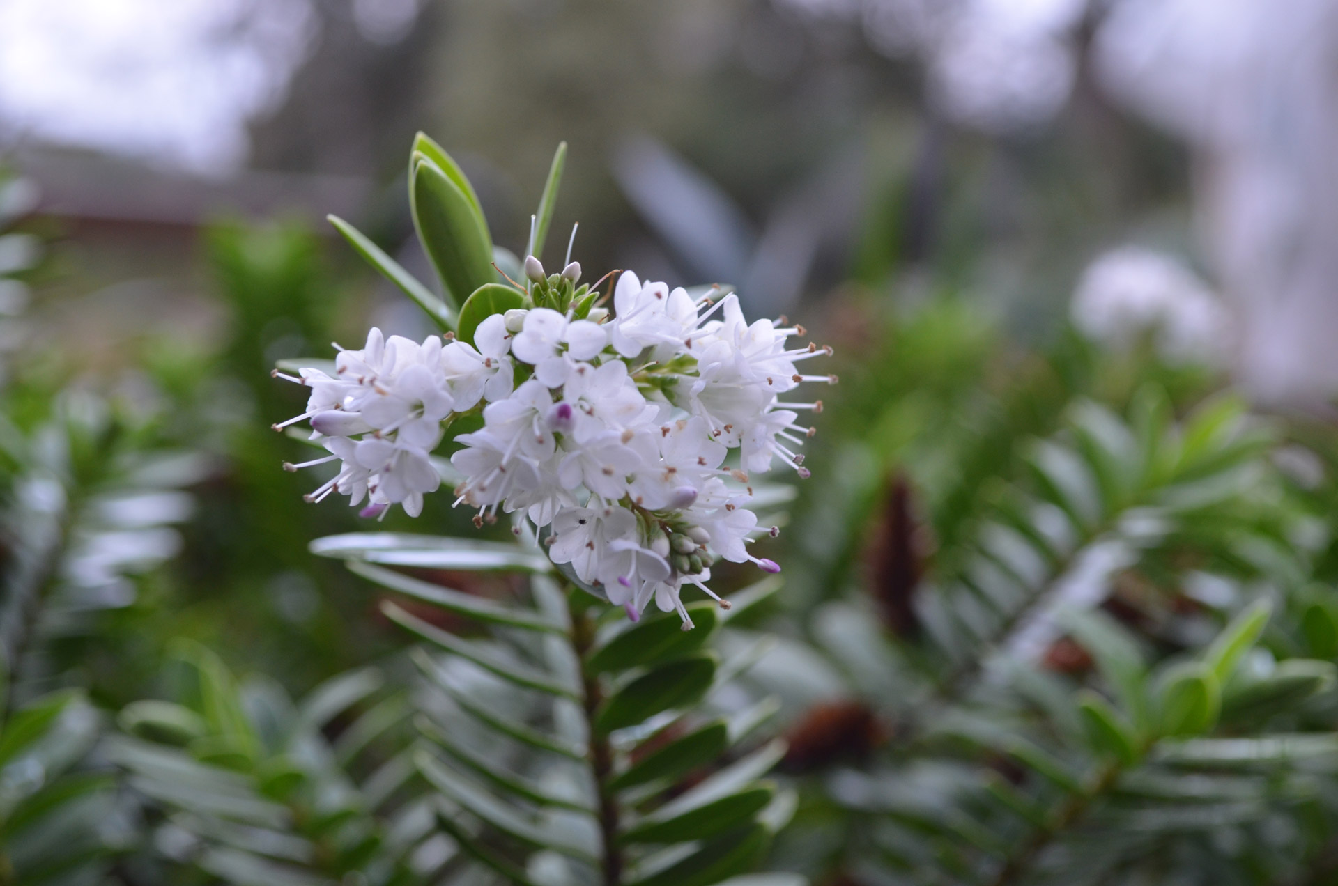 white flower shrub free photo