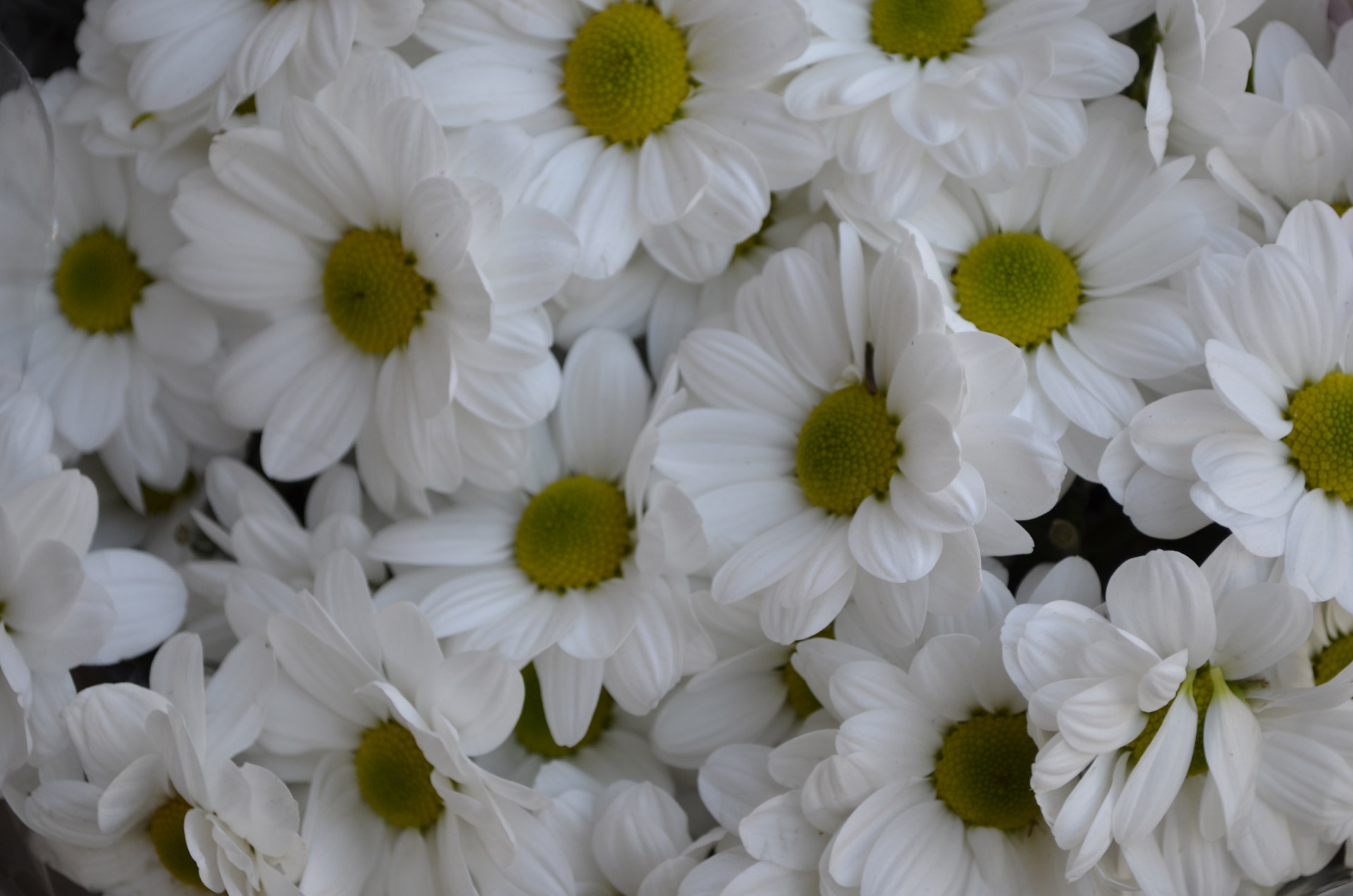 white flowers nature free photo