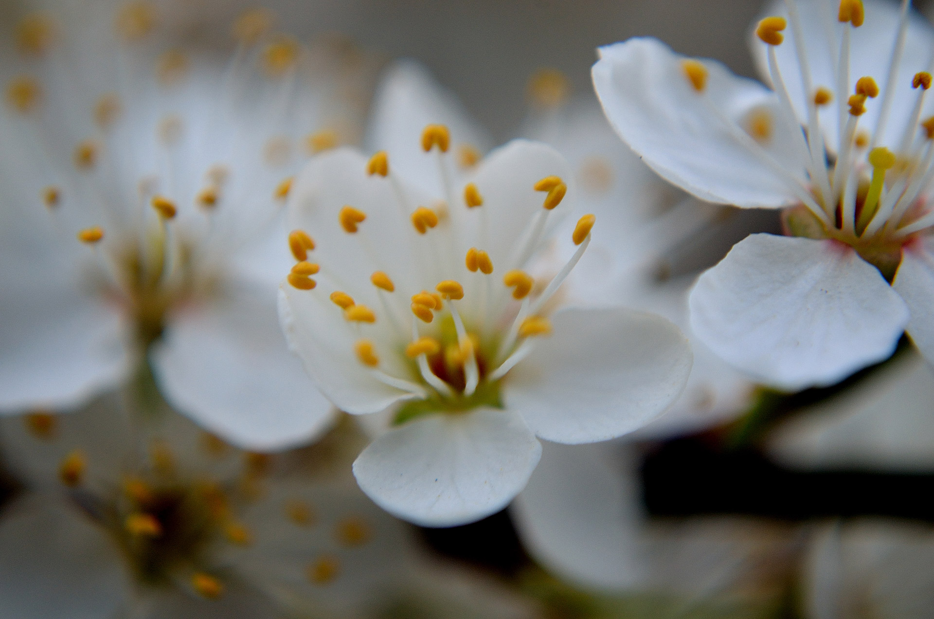 flowers tree season free photo