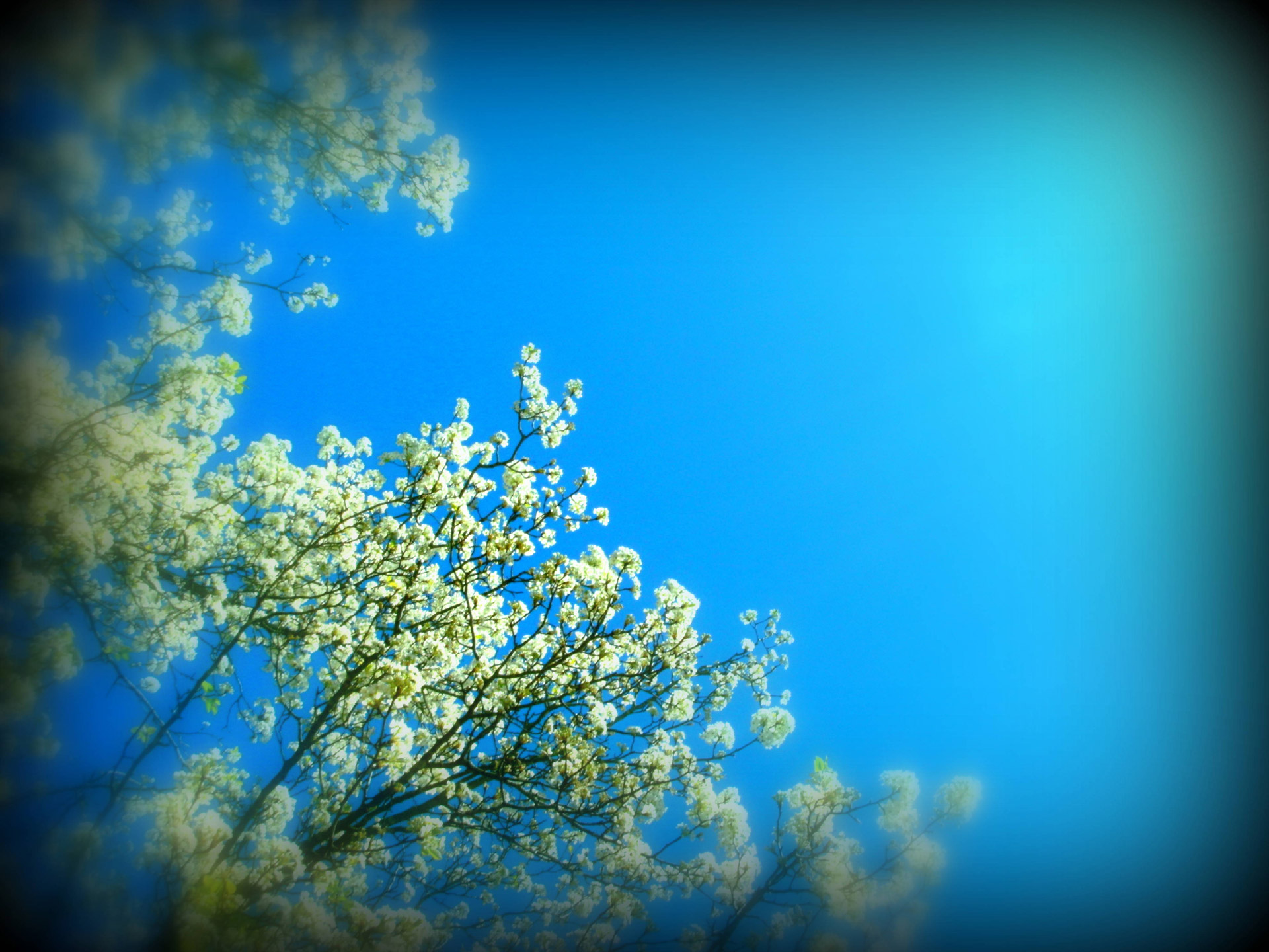 tree flowers white free photo