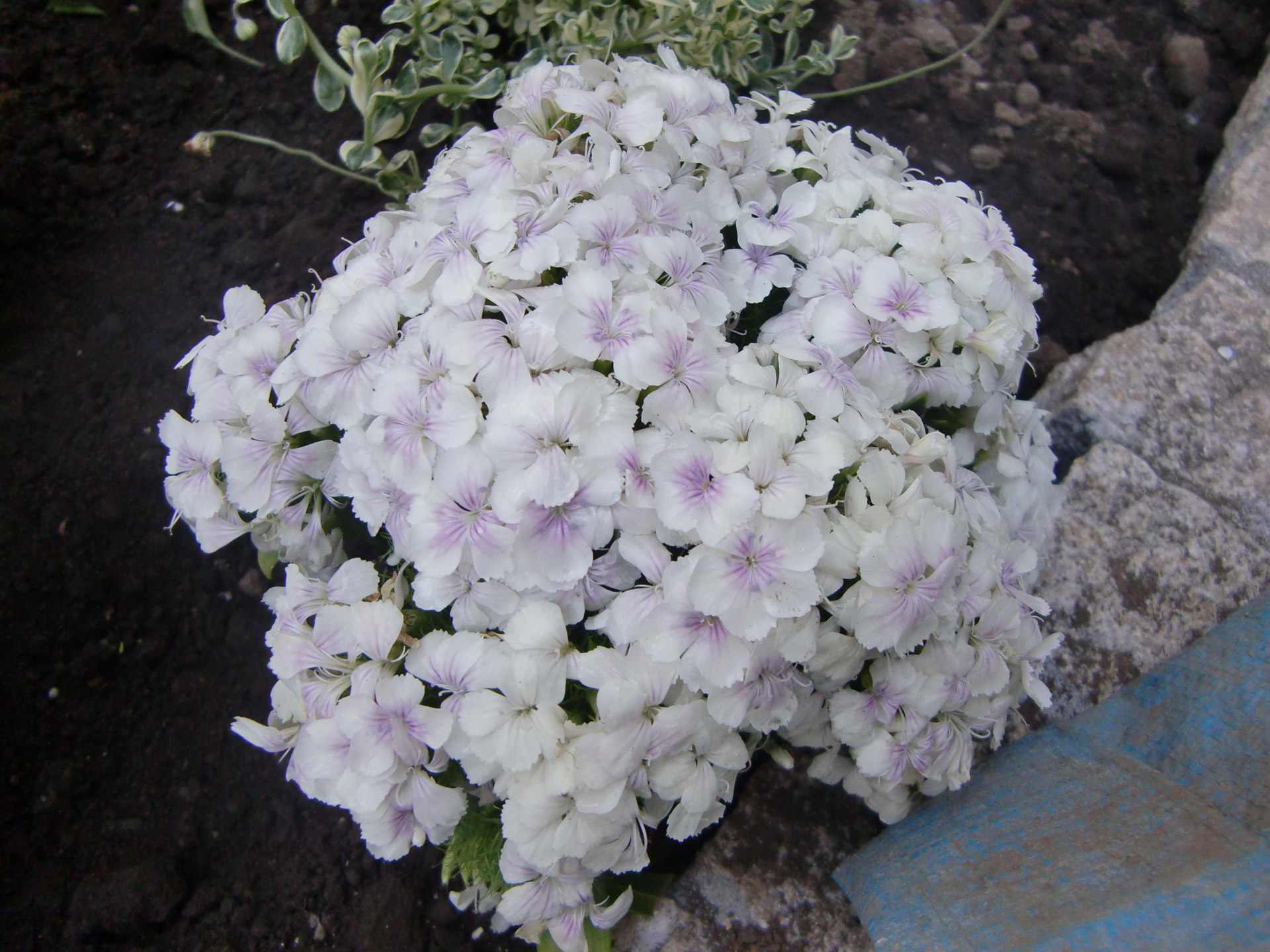 white flowers dianthus free photo