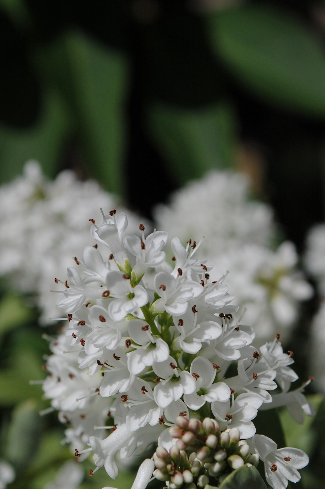 white flowers garden free photo