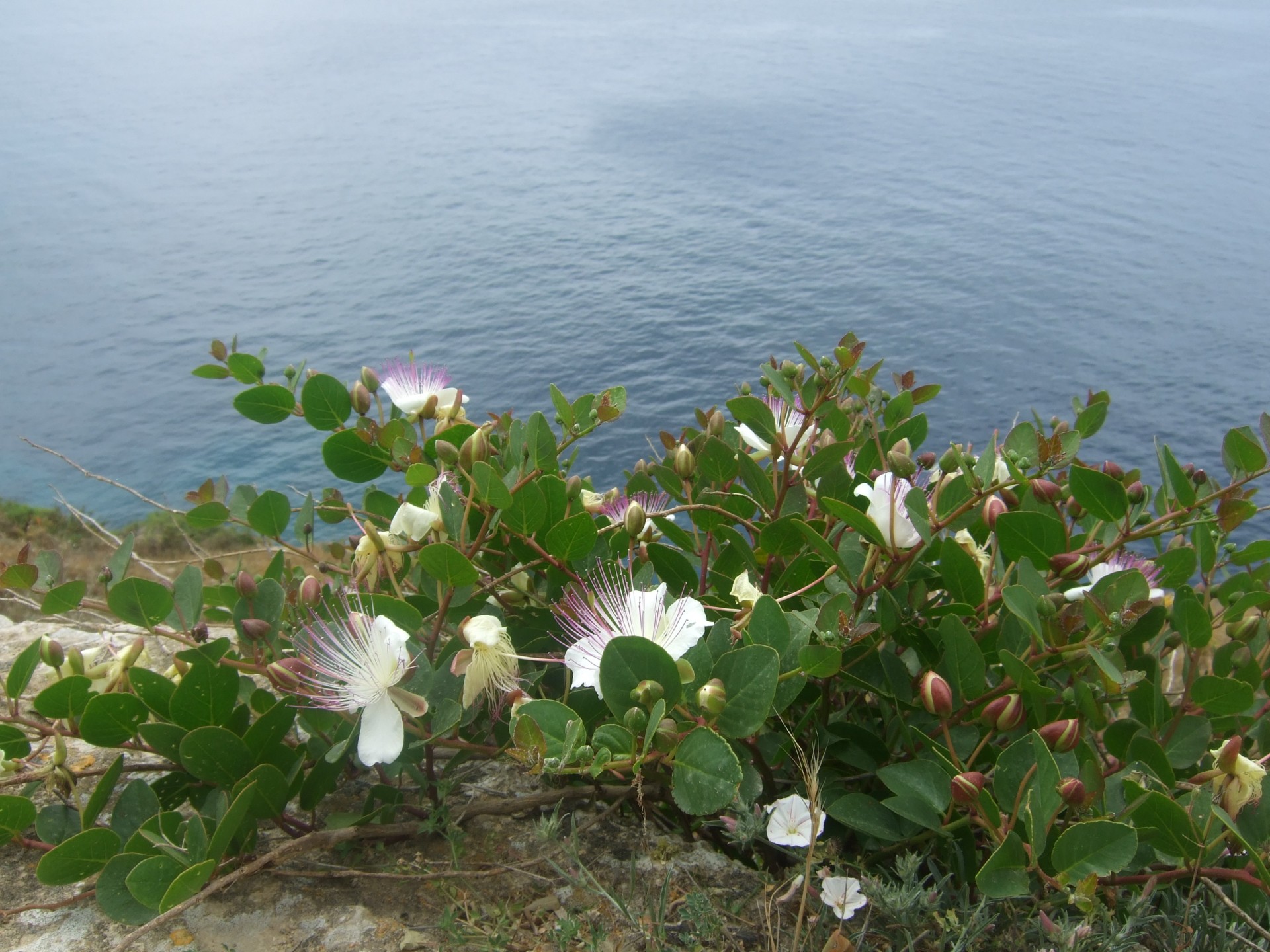 sea cliff flower free photo