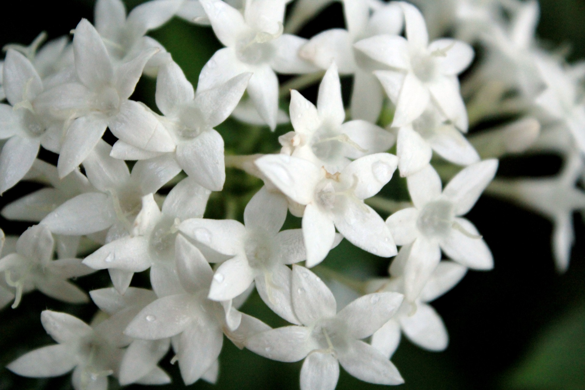 white flowers white flowers free photo