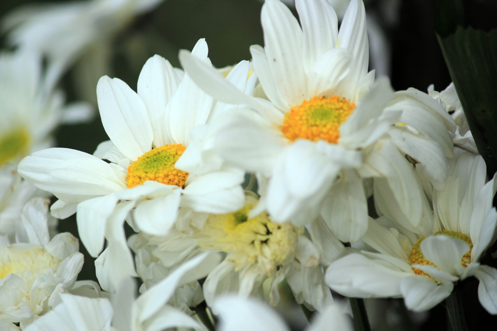 white flowers flowers white petals free photo