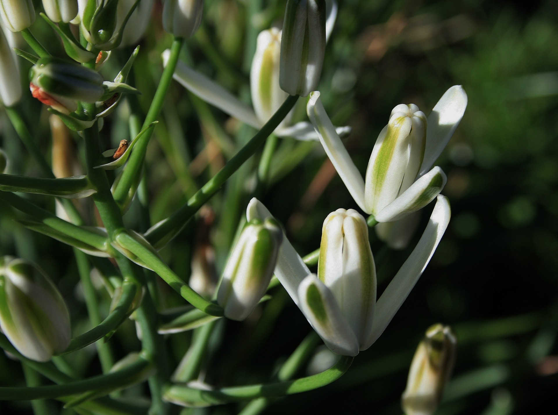 flowers buds white free photo