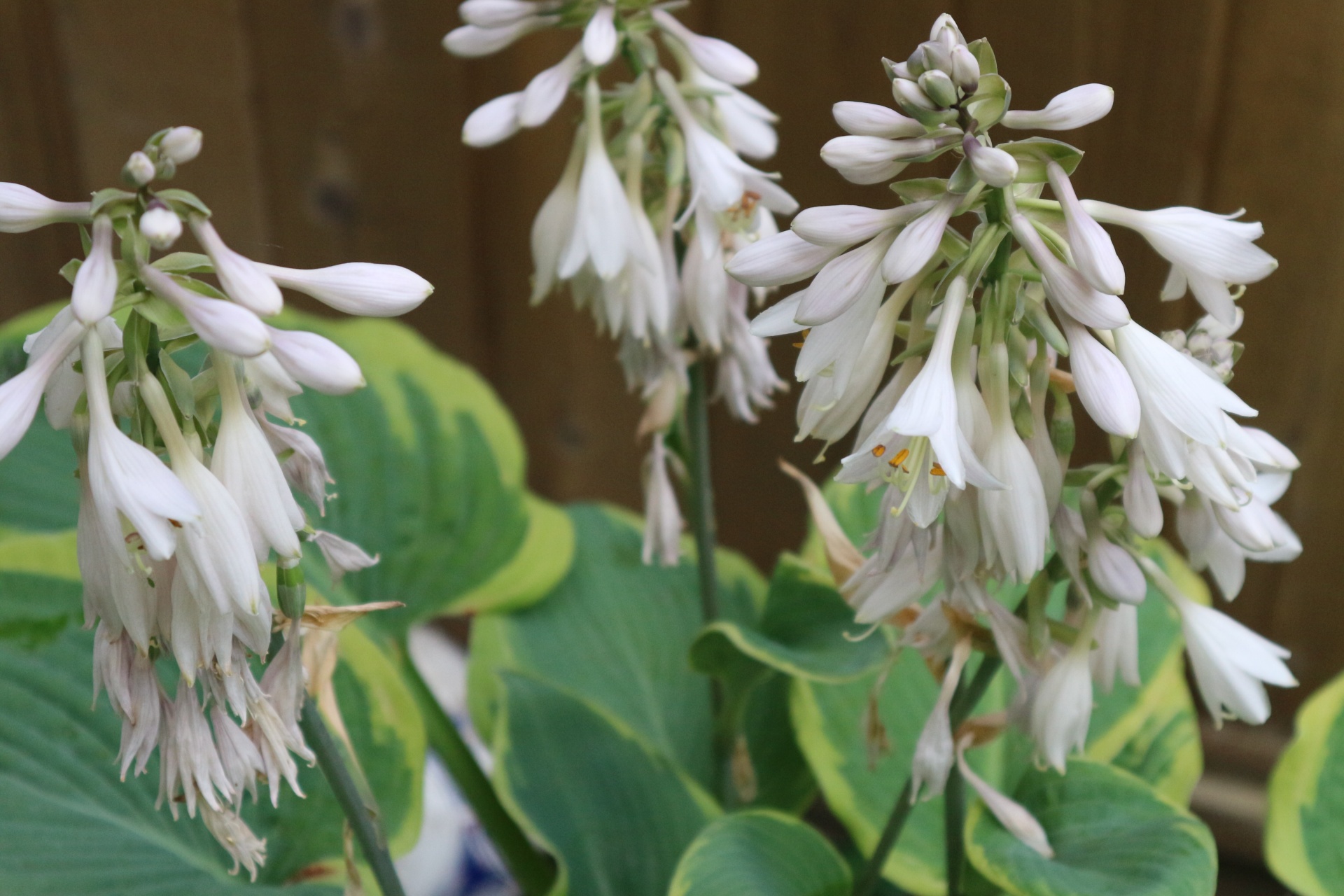 white flowers green free photo