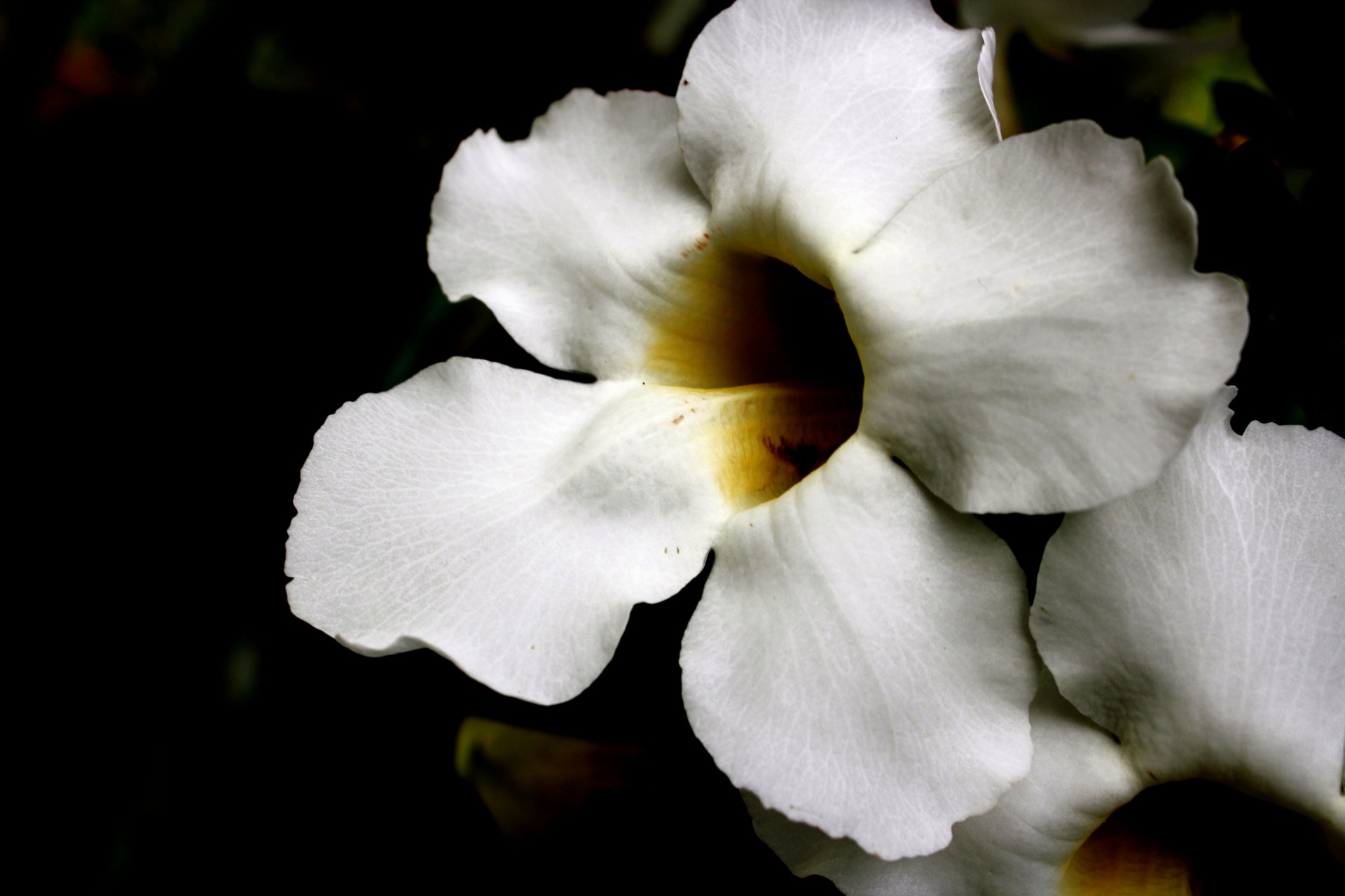 white flowers white white petals free photo