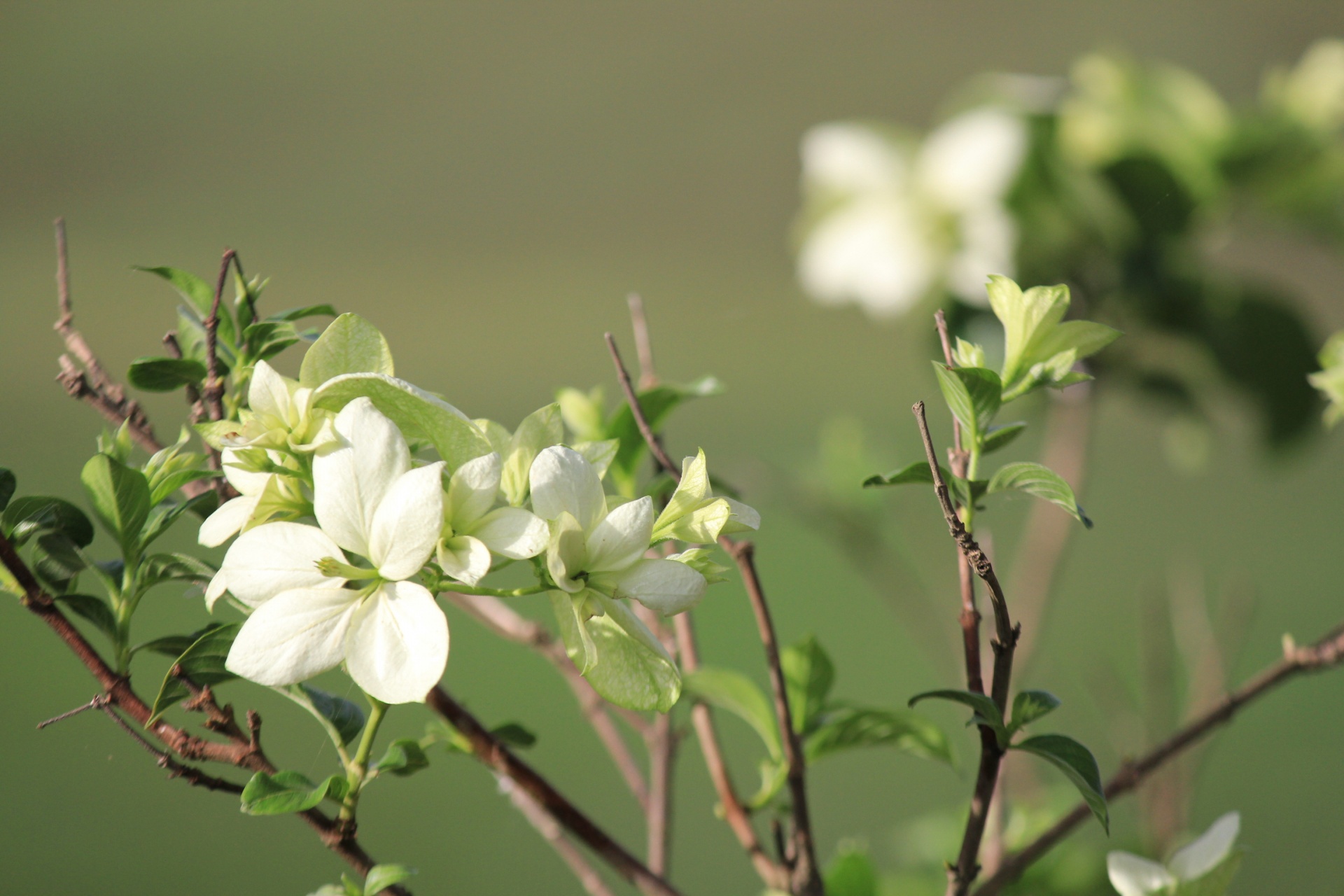 white flowers white flower flowers free photo