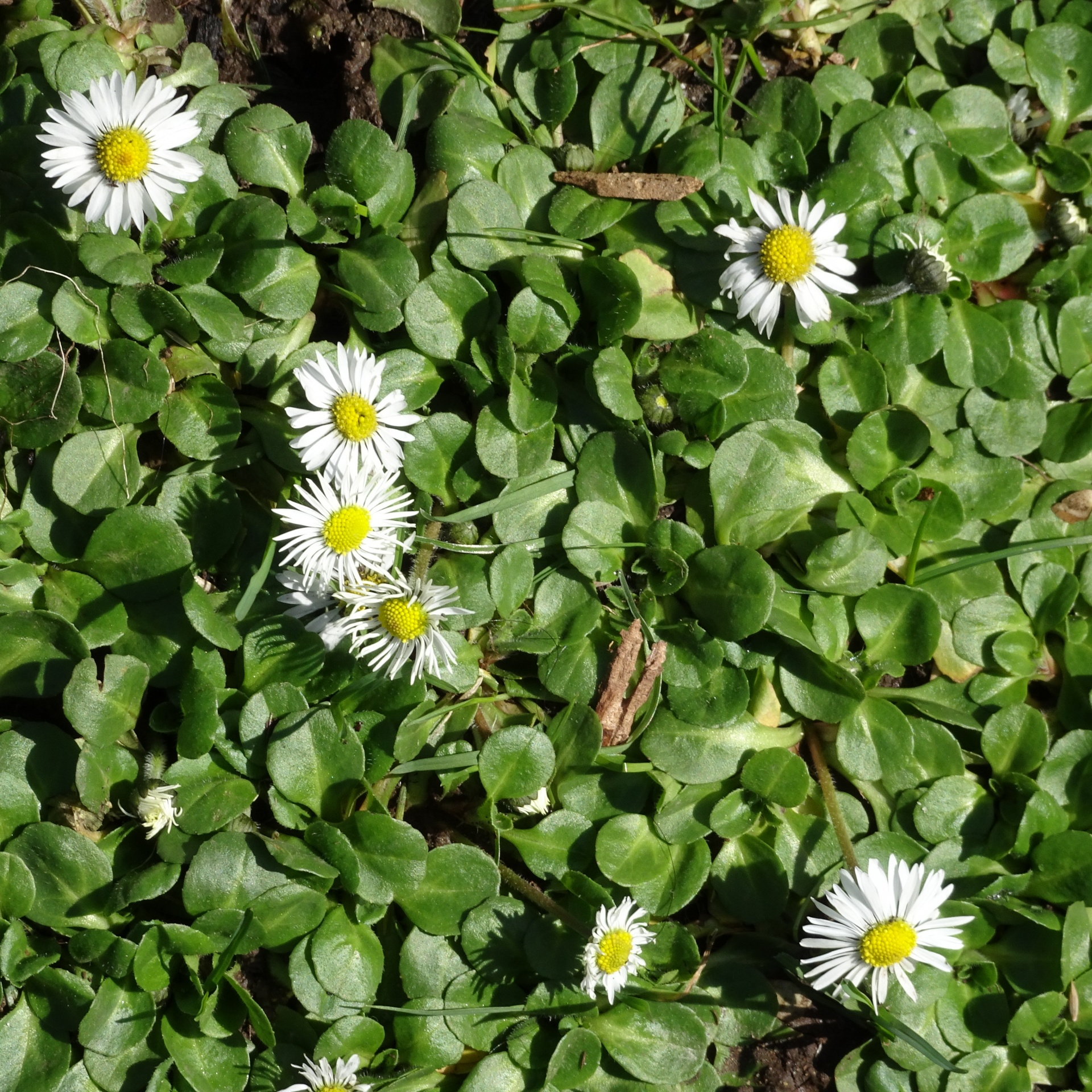 green foliage white free photo