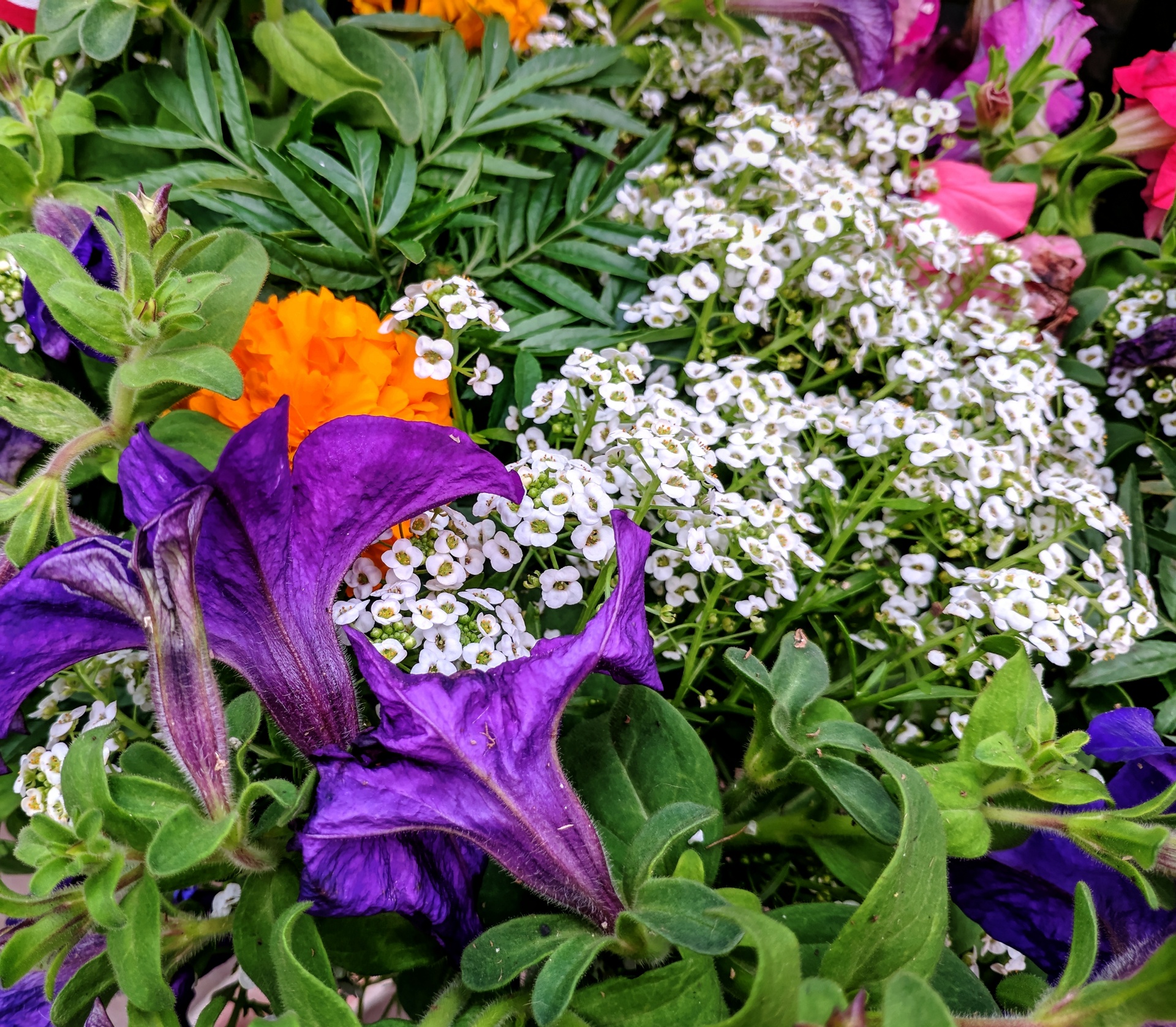 flower flowers white free photo