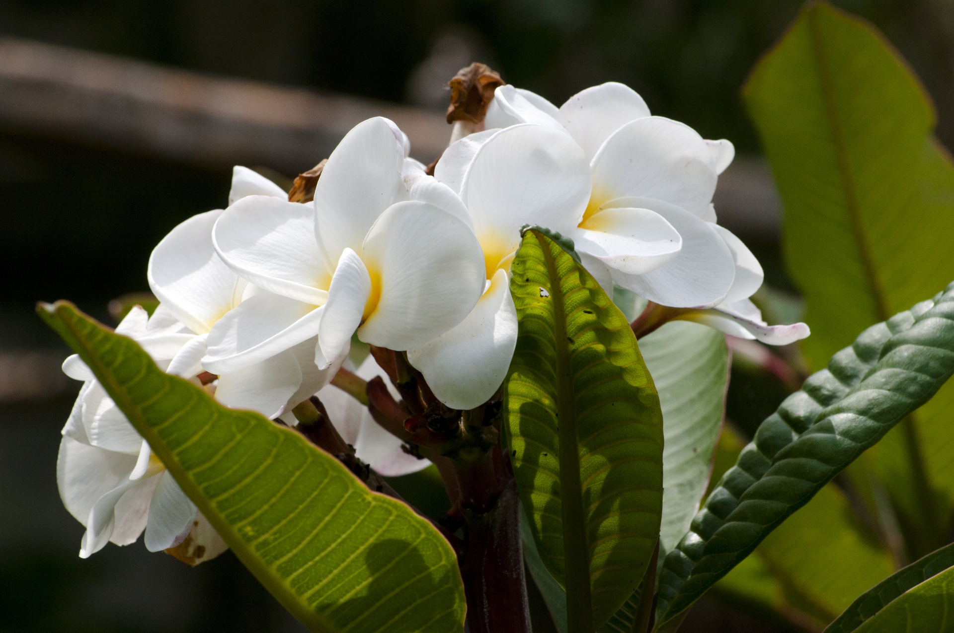 flower flowers white free photo