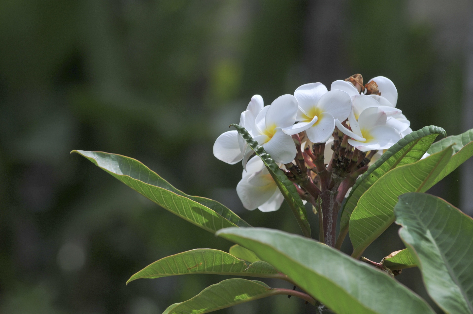 flower flowers white free photo