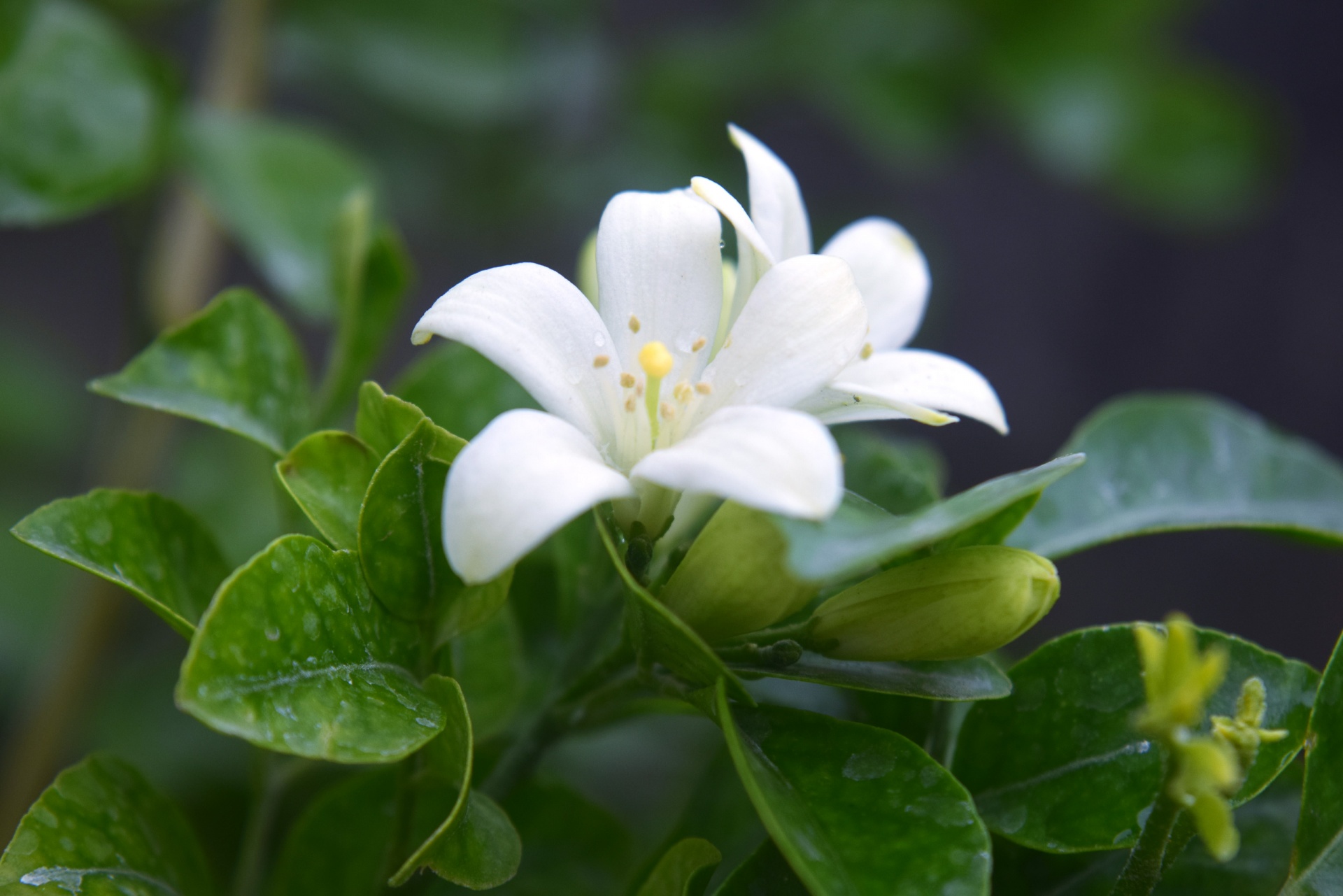 flowers white petals free photo