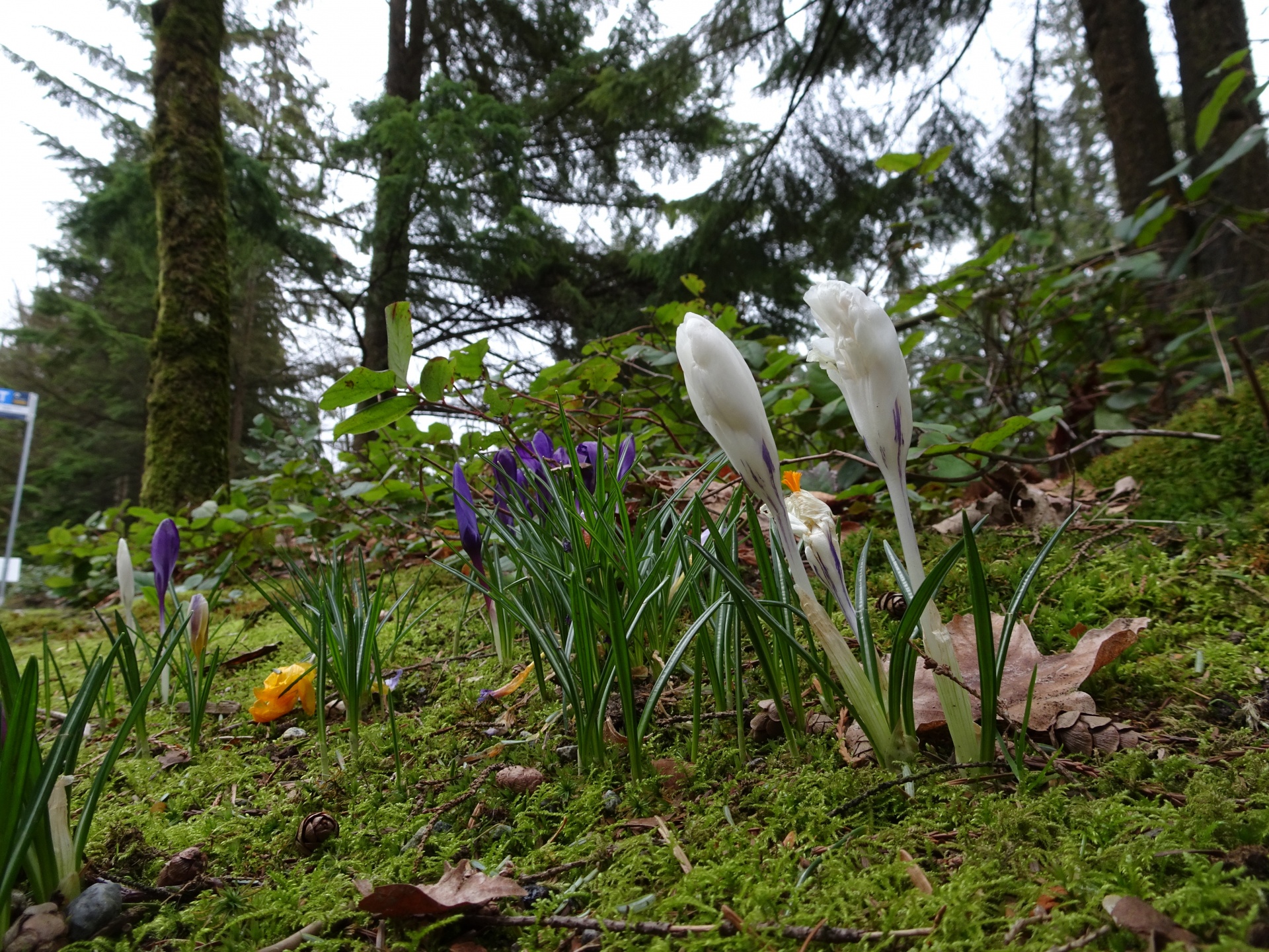 spring white flowers free photo